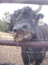 We love our yak, real Tibetan yak.  Amazing salt caravans, pamirs, Afghanistan.  And suggestions for equine colic cure.